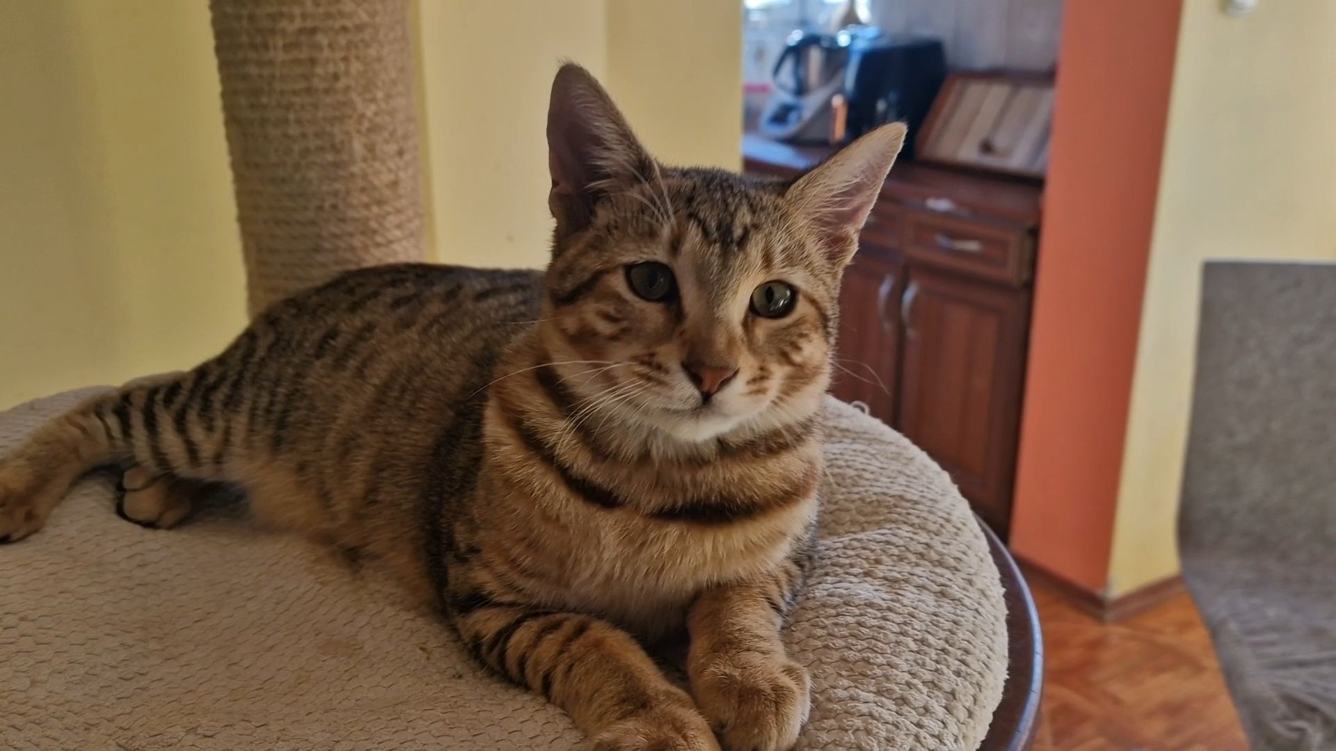 Savannah F6 Kocur
