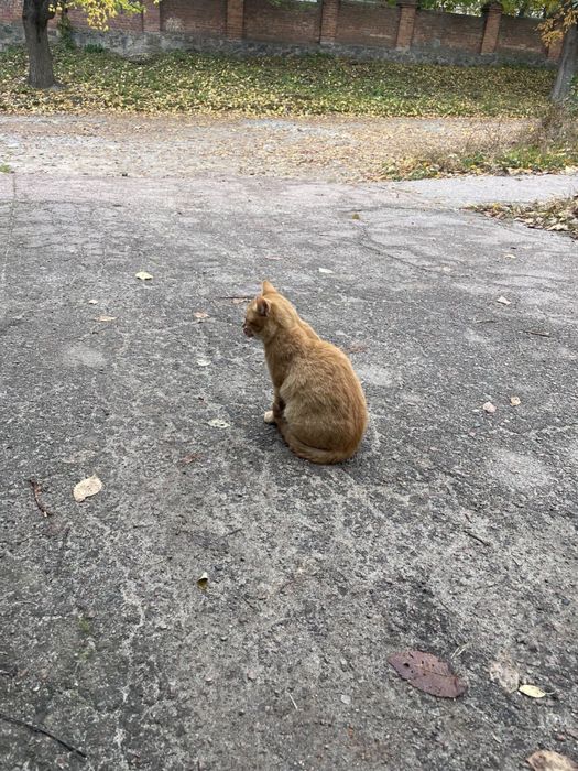 Котики в добрі руки