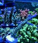 Niebieska acropora