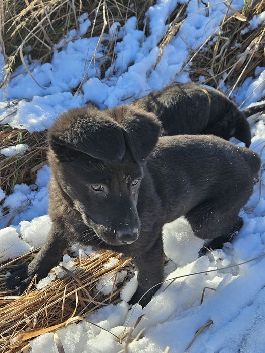 Віддам в добрі руки