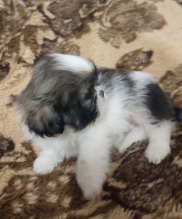 Piesek shihtzu tricolor