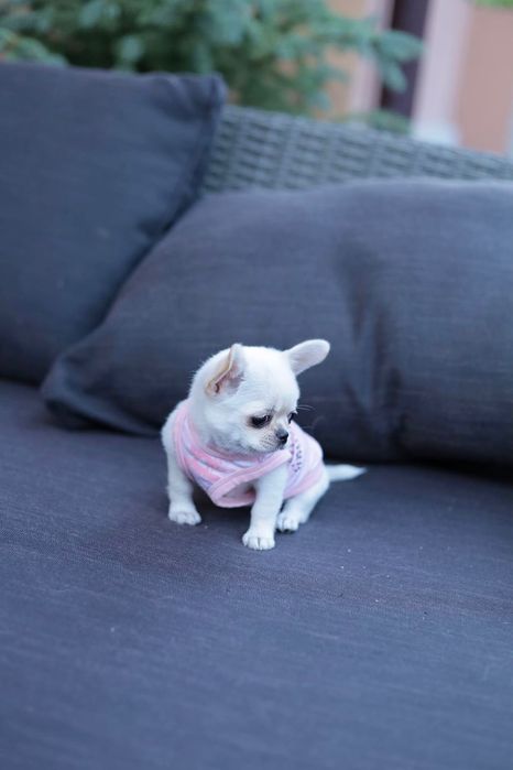 Chihuahua Mini dziewczynka fci