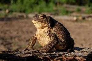 самая большая сухопутная жаба Ага