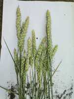 Пшениця Озима, сорт Домінікус, перша репродукція