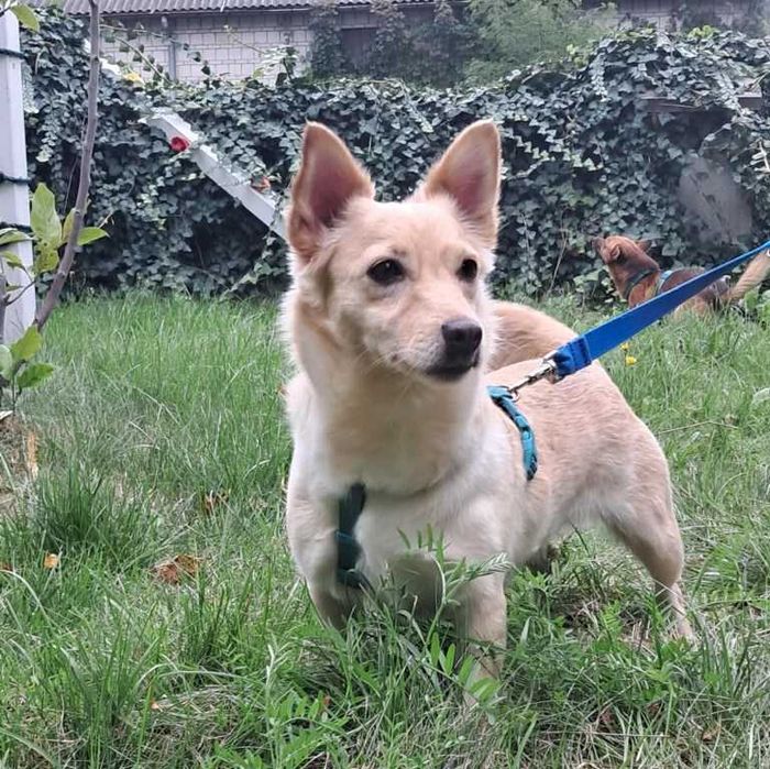 STELLA malutka biszkoptowa sunieczka