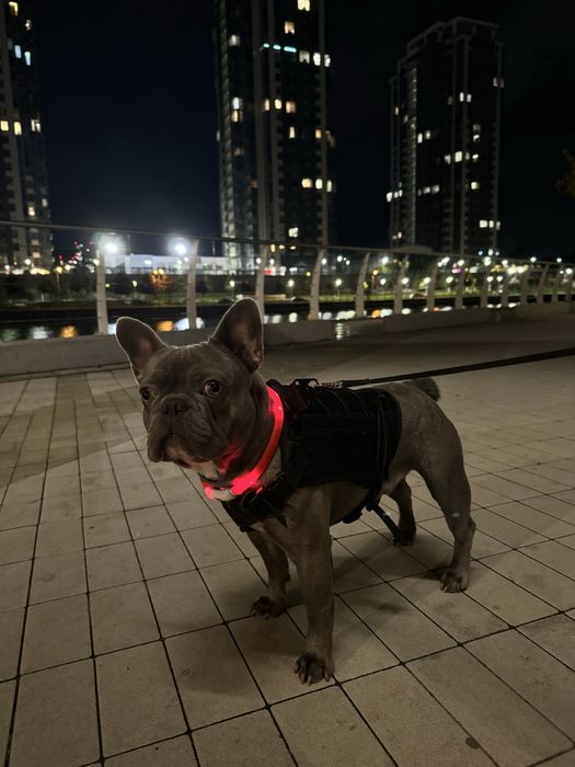 Французський бульдог Вязка. Хлопчик