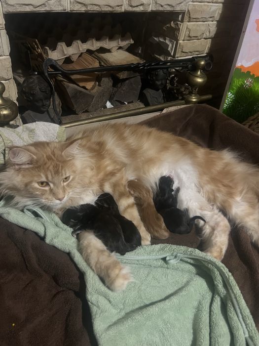 Котята  породи Мейн кун, 4.09 нар. Є ще 2 кошенятка.