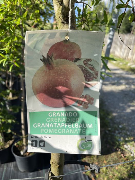 Drzewo Granat właściwy Granatowiec właściwy Punica granatum L.