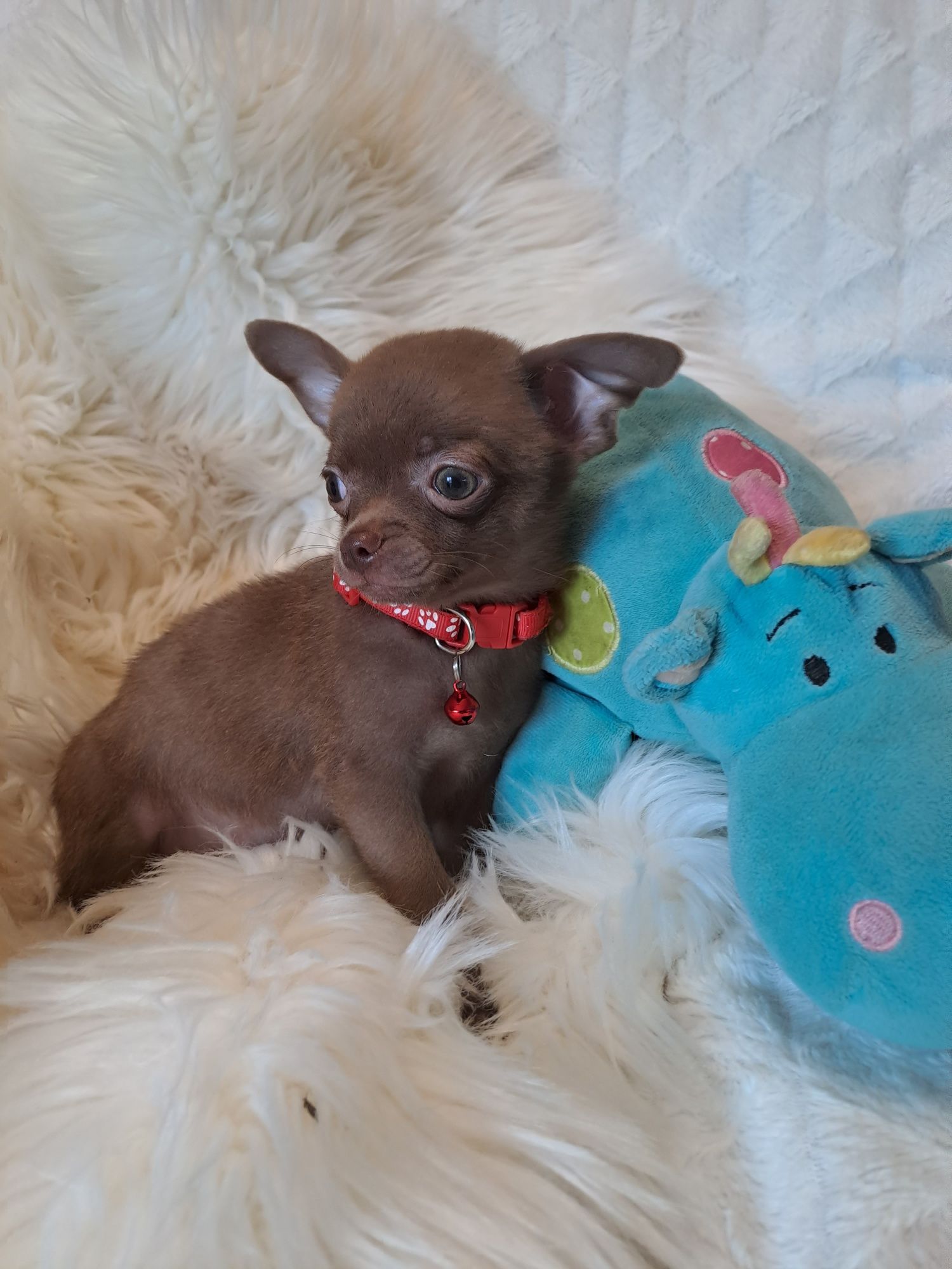 **MAYBI**chihuahua piesek choco gotowy do odbioru