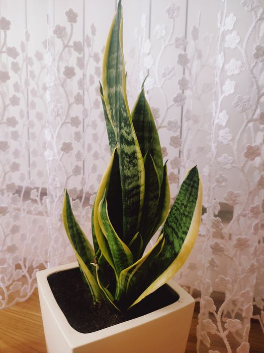 Roślina domowa 10 szt odszczepek