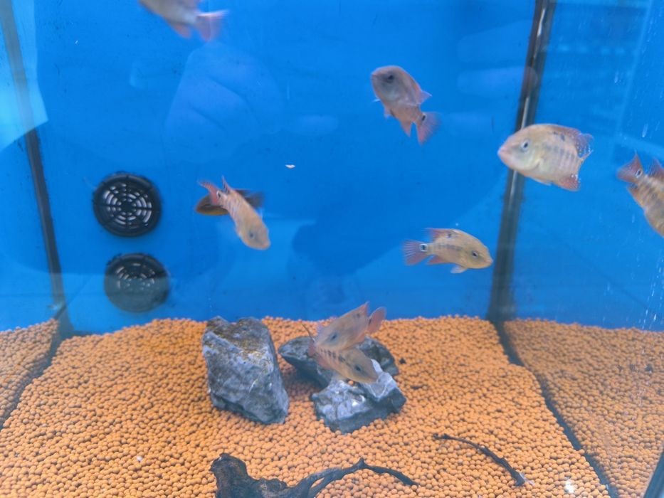 Mesoheros Festae (Red Terror)