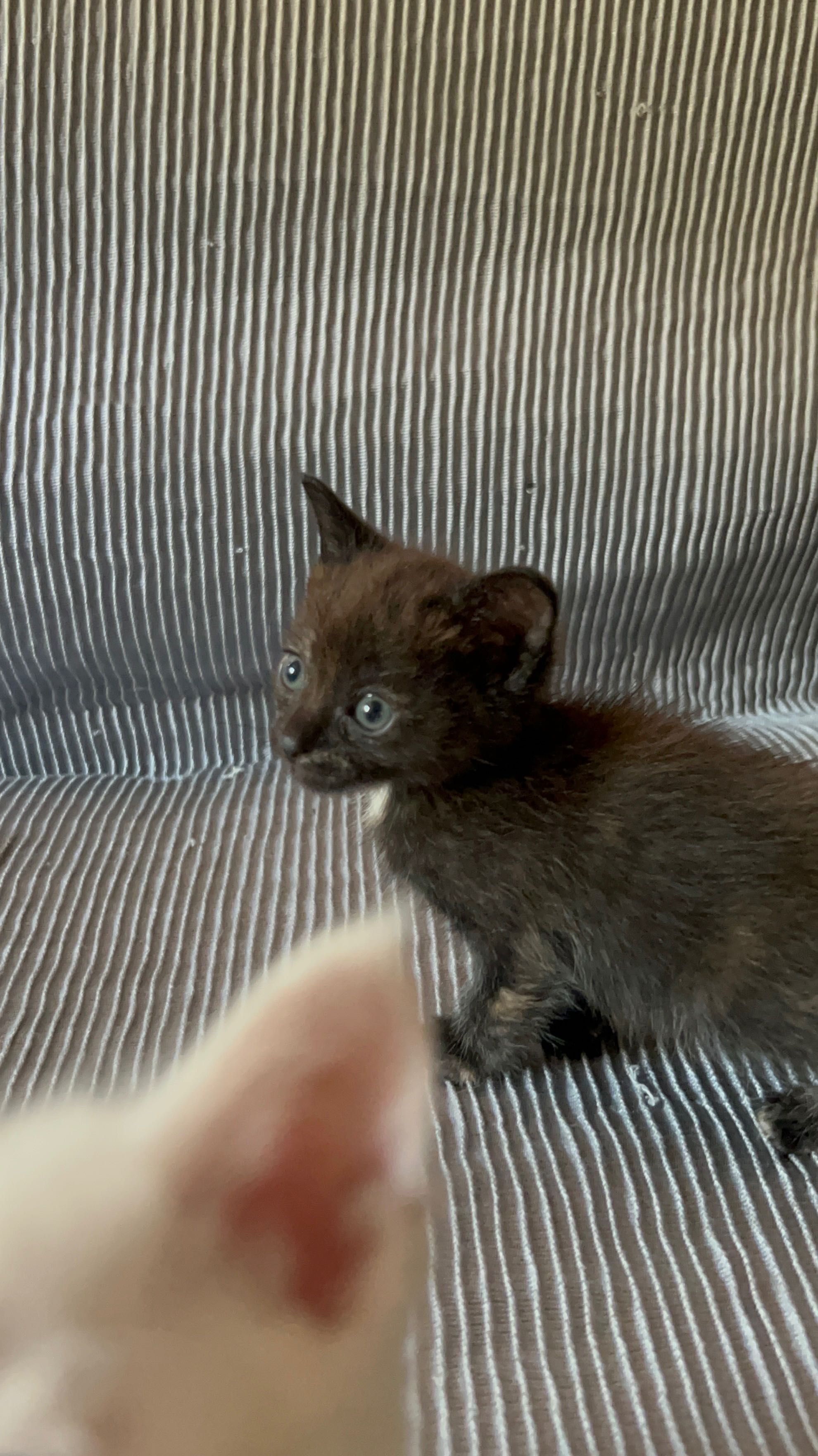 Gatinha bebé para adoção