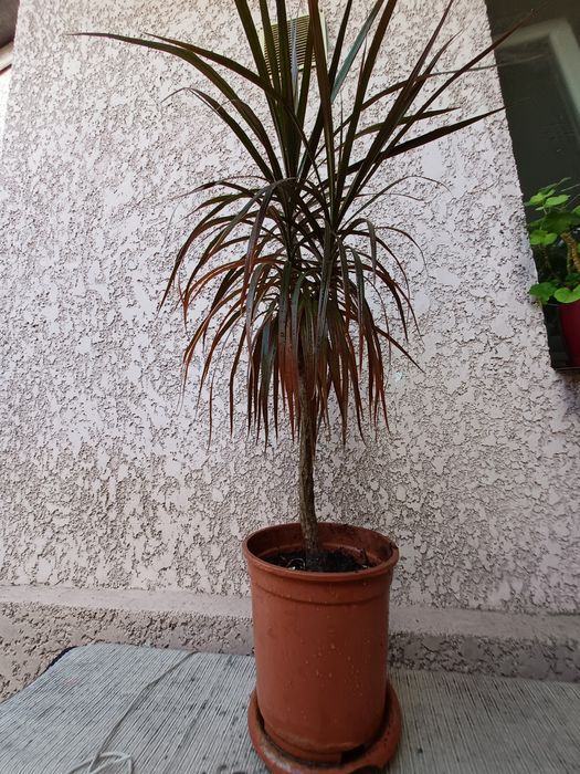 Драцена не дорого