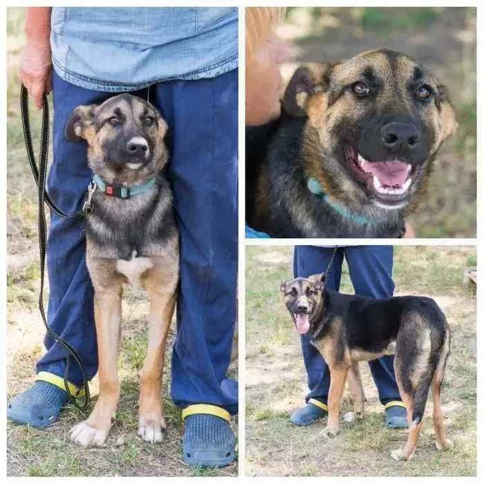 Молодая собака в добрые руки