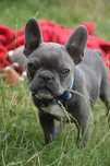 Buldog francuski samiec blue