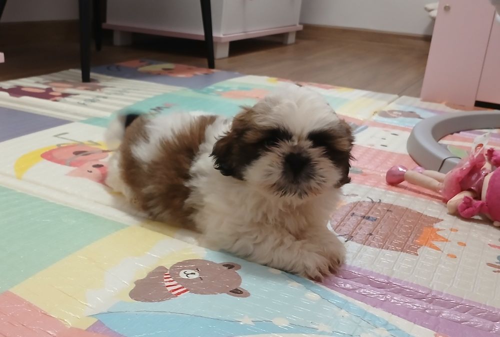 Szczeniaczek Shih-tzu z Rodowodem
