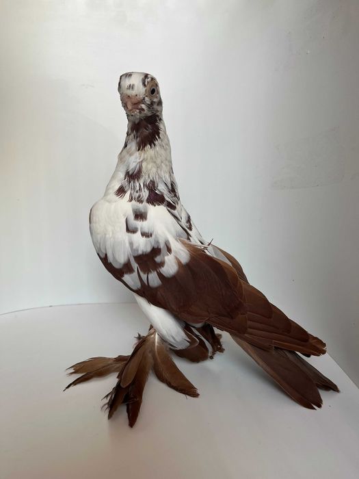 Motyl warszawski czerwony para rozpłodowa