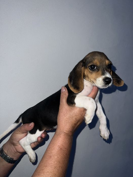 Beagle tricolor Femea
