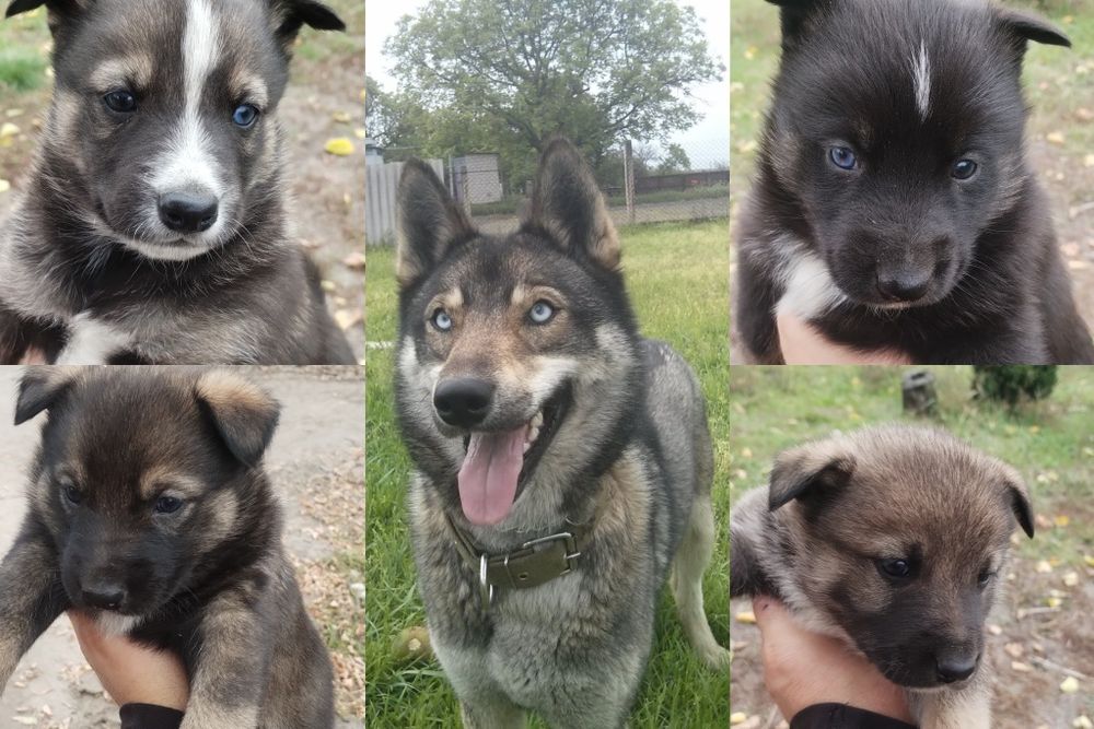 Цуценята Лайки ЗСЛ