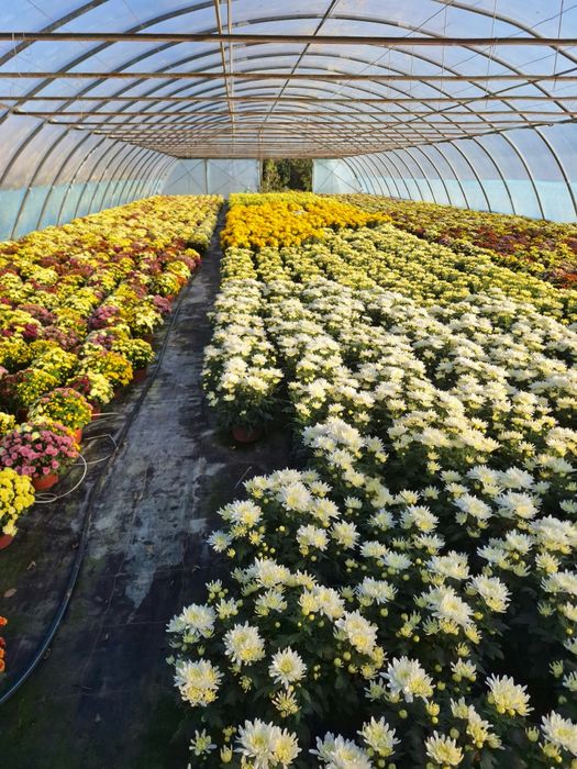 Chryzantemy na sprzedaż!