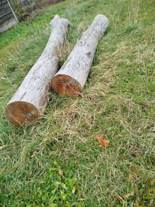 Sprzedam dąb tartaczny