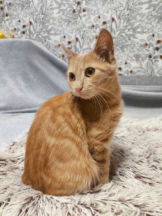 Котята Кошенята Котики і Кішки Є Багато різних