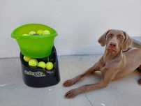 Máquina GODOGGO atira bolas ténis para cães