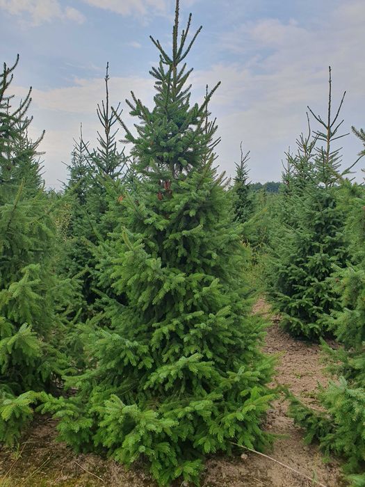 Świerk serbski PICEA OMORICA 400-600cm Kopane Maszyną TRANSpor PREMIUM