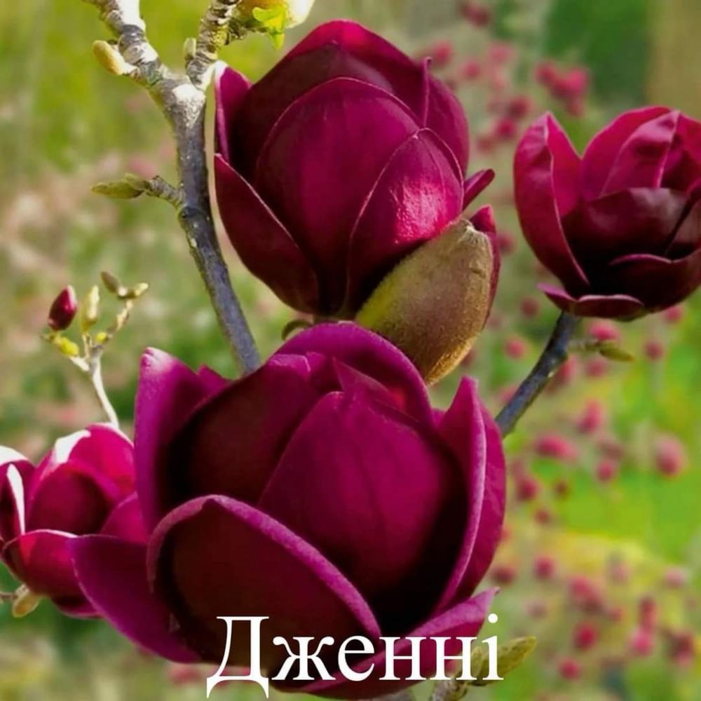 Maгнолія « Джені »(Magnolia « Genie »)