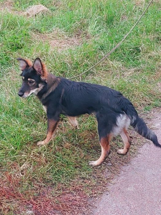 Отдаю собаку бесплатно СРОЧНО!!!