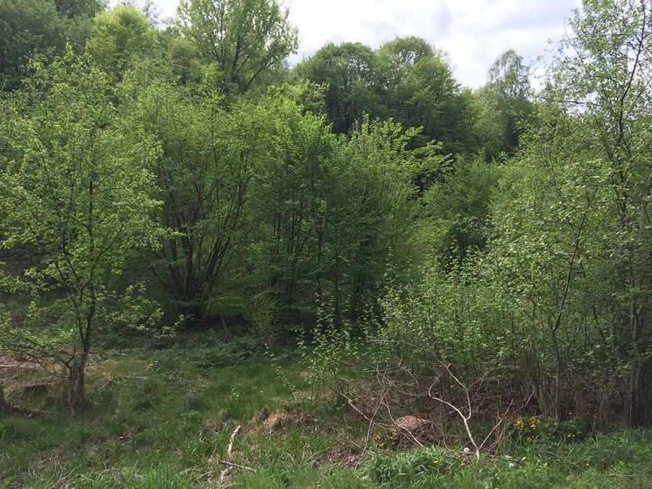 с.Новоселиця. Зем. ділянка комерційного призначення. Від Власника!!!