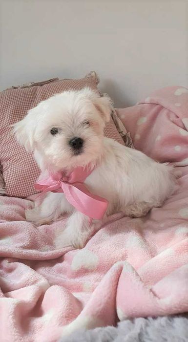 Mini Piesek Maltańczyk do 2,5 kg. Piękny. Bialutki.