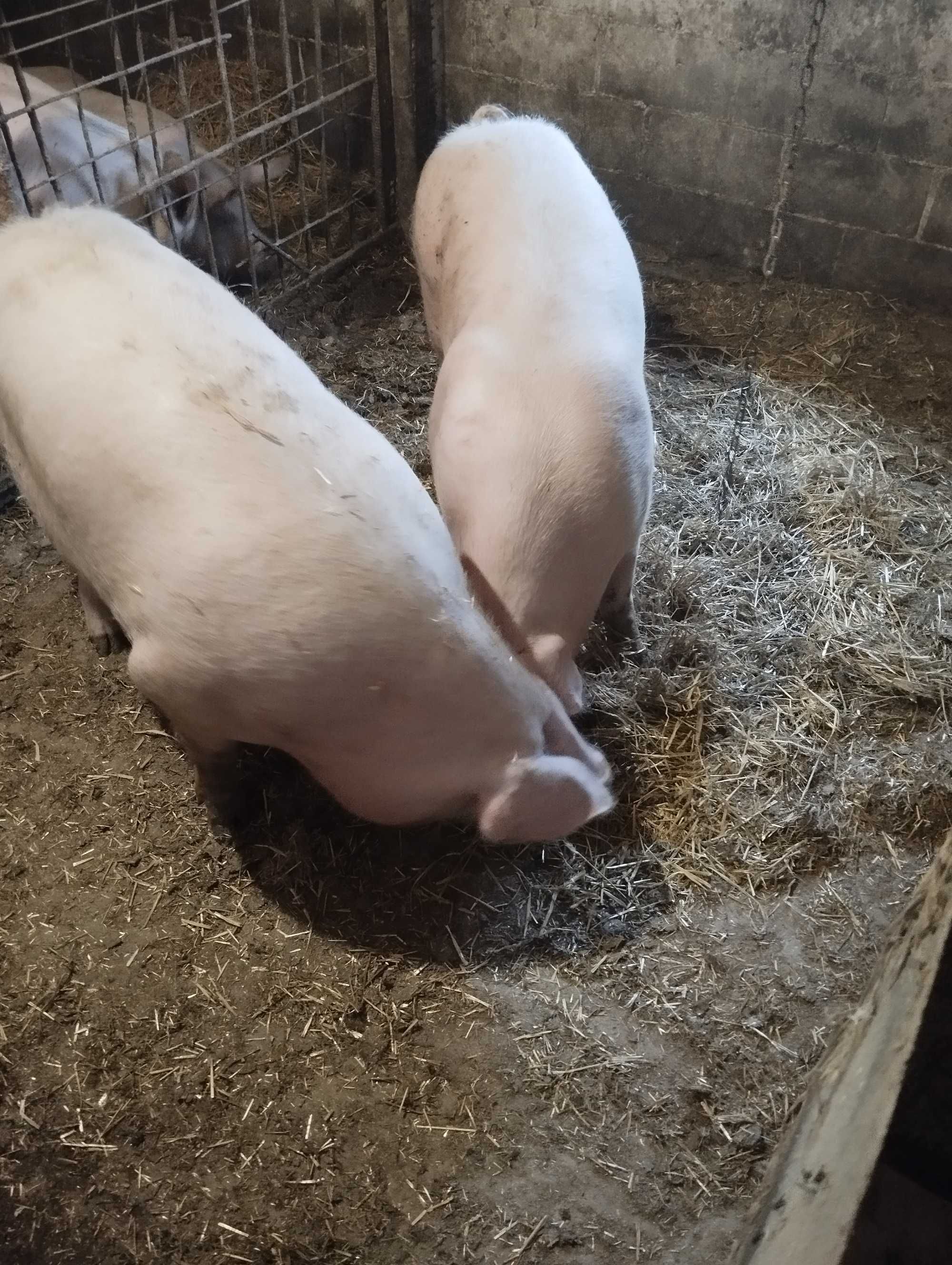 Продам великі свині