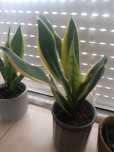 Planta S. JORGE c/ vaso