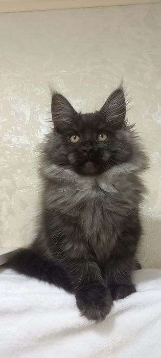 Чёрний дым Мейн-кун дівчинка Елегантна, благородна та неймовірно мила