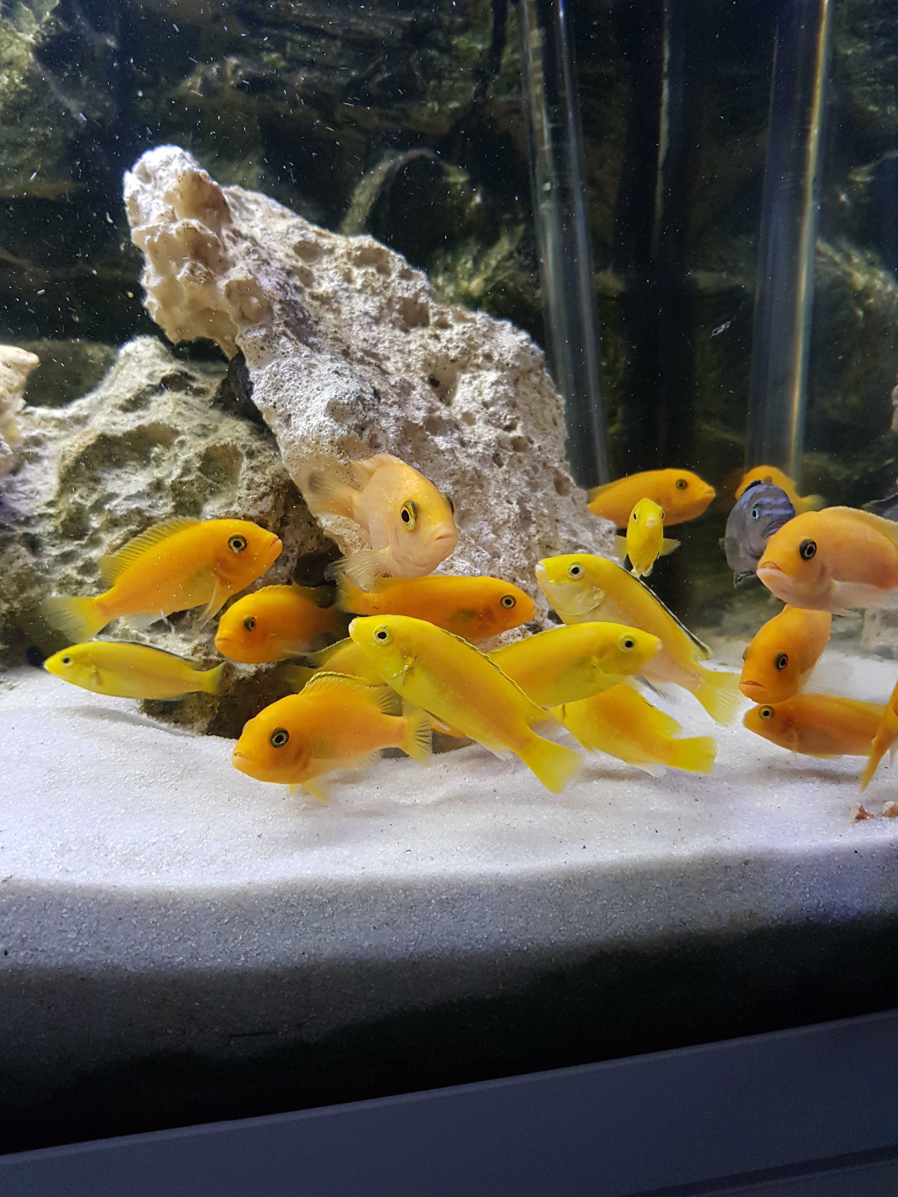 Pyszczaki Yellow, pyszczak żółty, harem 1+3