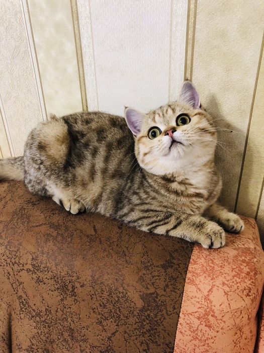 Девочка,золотая табби. Купить в Киеве в Украине.