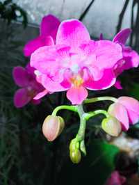 Орхідея фаленопсіс бабочка