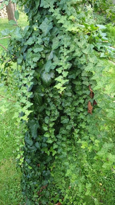 Bluszcz zimozielony -17 szt sadzonki -wysył