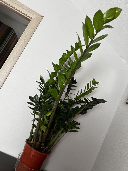 Замиокулькас денежное дерево счастья