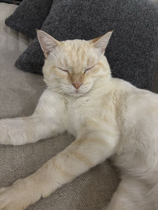 Gatinho para adoção