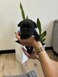 Buldog Francuski ,,Leo”