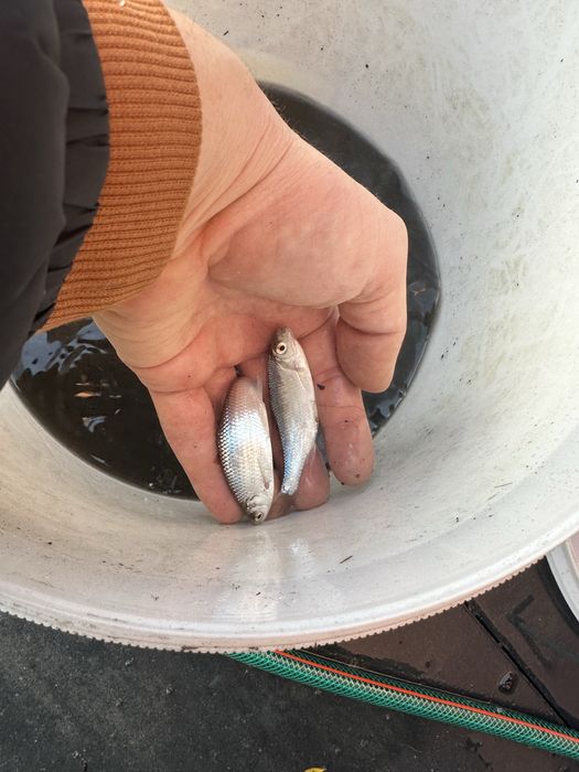 żywiec, płotka ,karaś