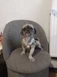Shih tzu chłopczyk 3 latka
