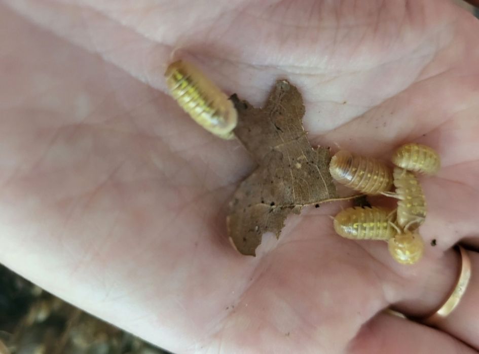 Таракан изумрудный