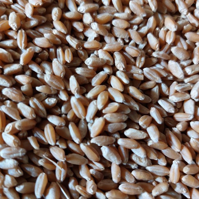 Продам пшеницу зерно