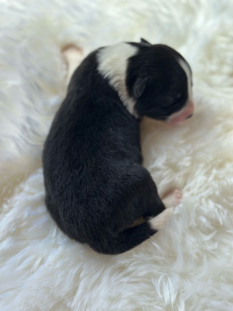 Cudowna suczka border collie ZKwP FCI po MŁ.CHPL
