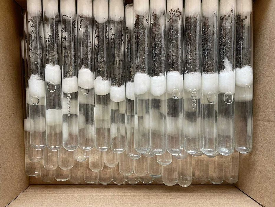 ВЕЛИКІ колонії 60+ робітників, Жнеці, Messor Structor, Мурахи