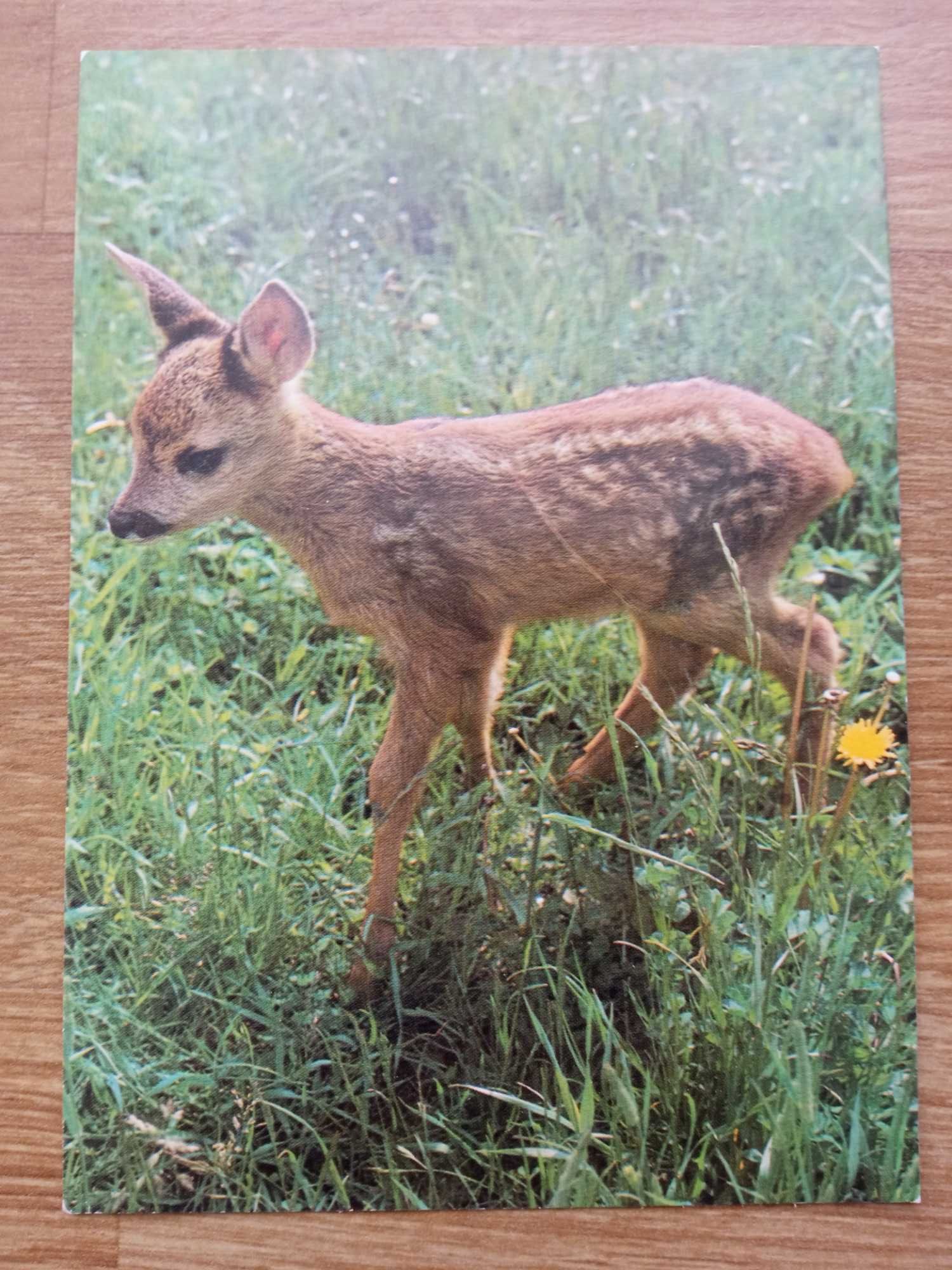 Kartka pocztowa Pocztówka Świętokrzyski Park Narodowy Sarenka