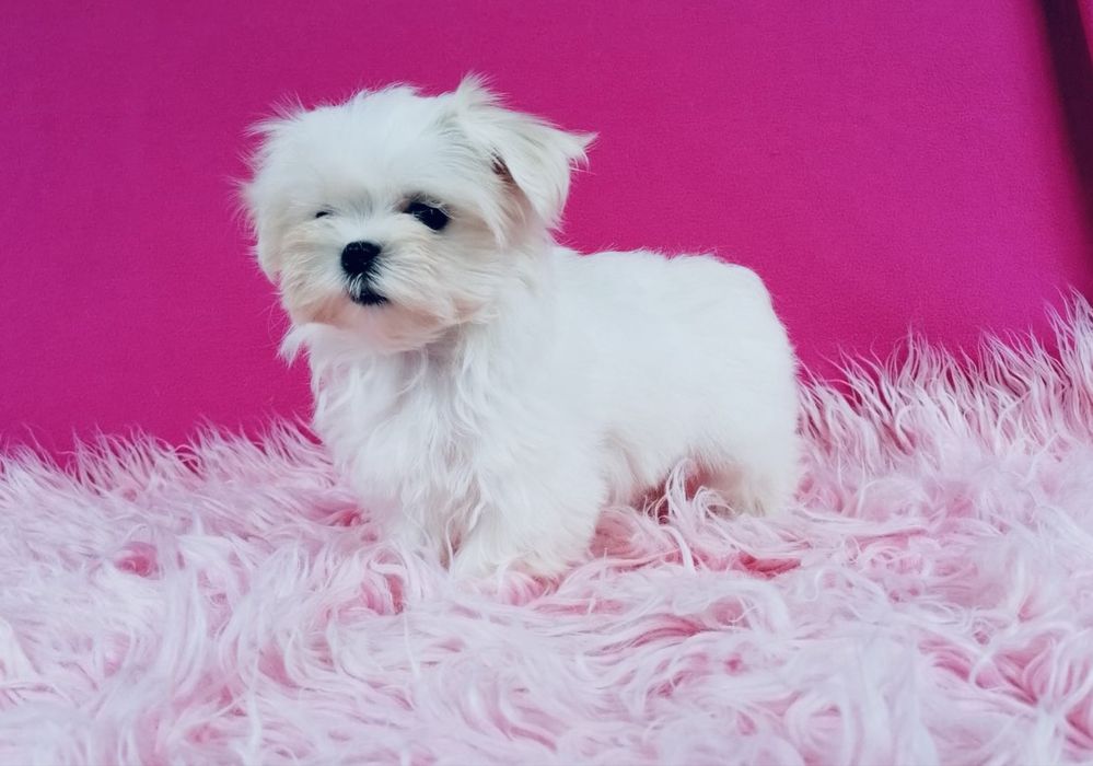 Maltańczyk MINI XS suczka Maltańczyki